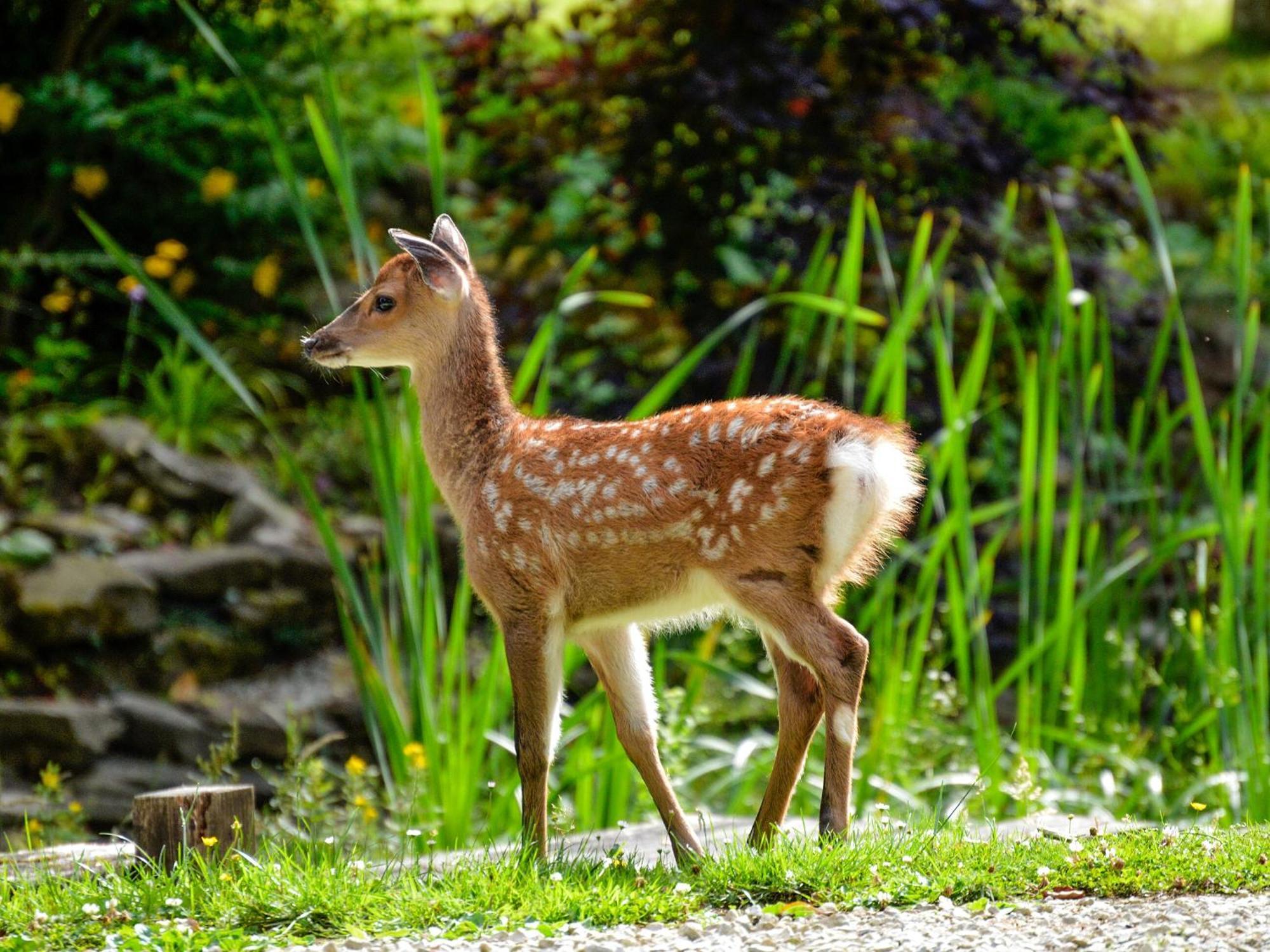 Deer Cottage 1 Uk39330 Biddenden Exteriér fotografie